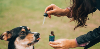 The best CBD oil products to keep your dogs healthy